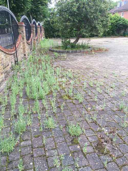 Long-Weeds-between-Block-Paving-blocks